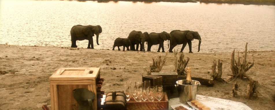 Elephant picnic 