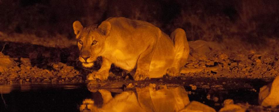 Lion at the waterhole - Wild Namibia & the Falls