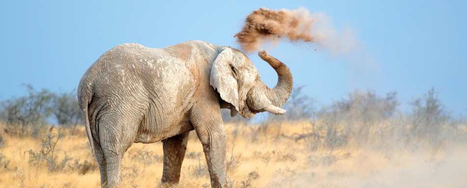 Etosha elephant - Wild Namibia & the Falls