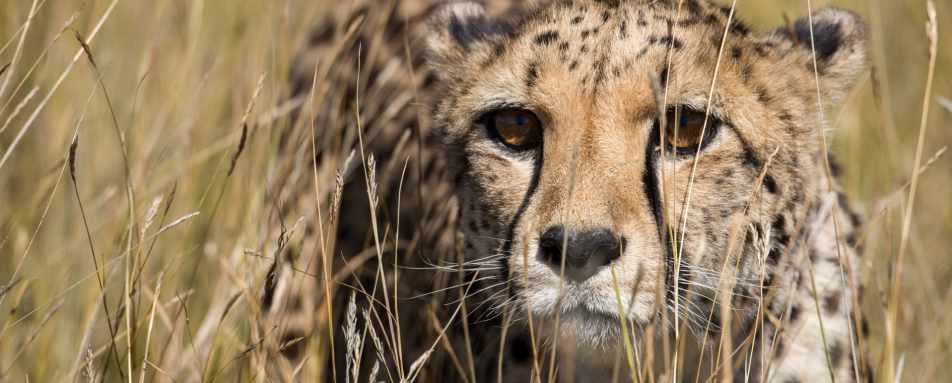 Cheetah at Okonjima - Namibia for Teenagers