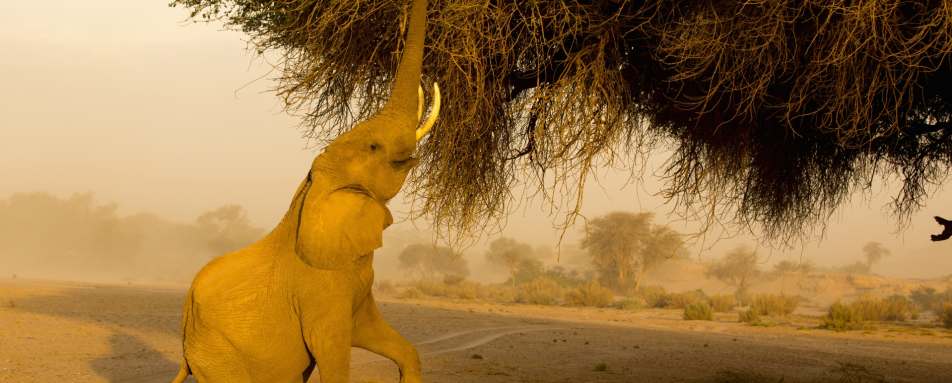 Desert adapted elephant - Namibia for Teenagers