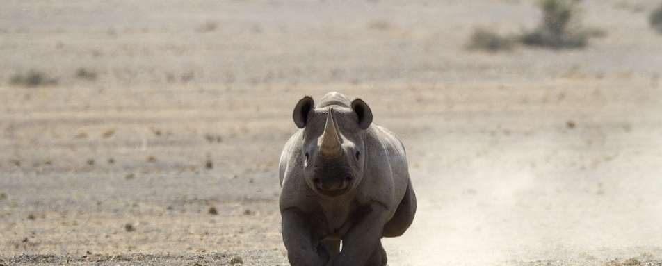 Rhino - Off The Beaten Track