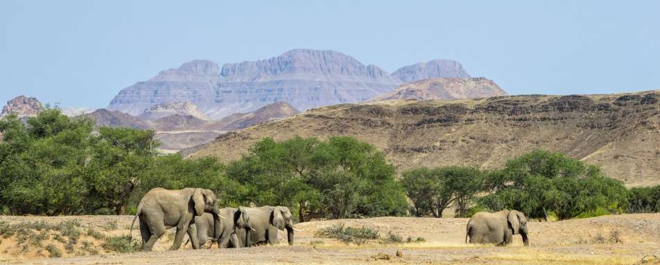 Desert Adapted Elephants - Off The Beaten Track Namibia