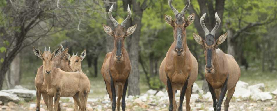 Red Hartebeest at Ongava - Off The Beaten Track Namibia