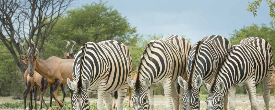 Zebra drinking from watering hole - Off The Beaten Track Namibia