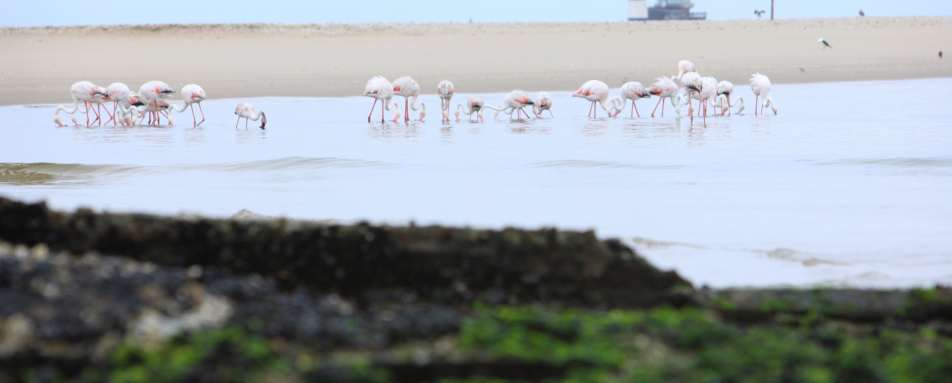 Flamingos at Pelican Point - Off The Beaten Track Namibia