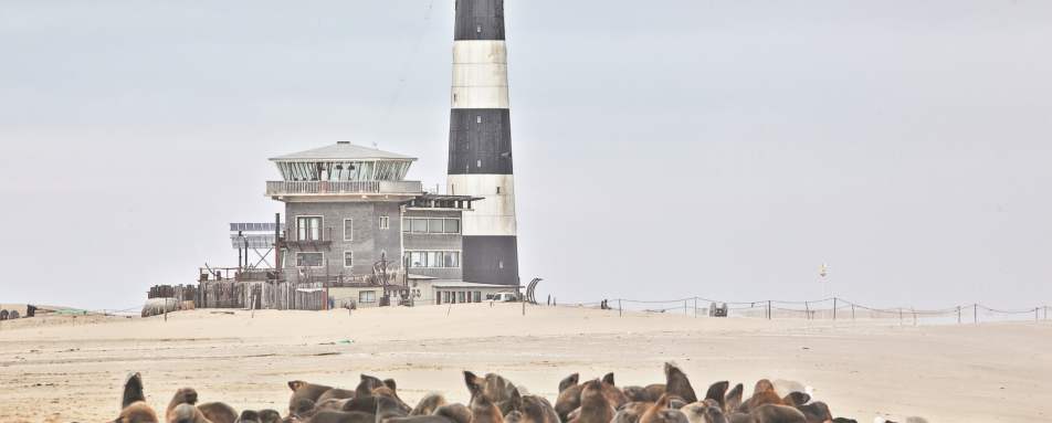 Seals at Pelican Point - Off The Beaten Track Namibia