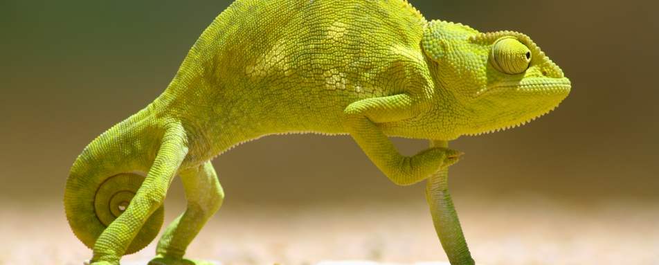 Chameleon, Skeleton Coast - Northern Namibia & The Skeleton Coast 