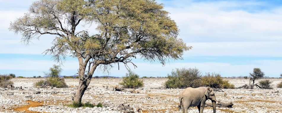 Elephant, Etosha National Park - Northern Namibia & The Skeleton Coast 