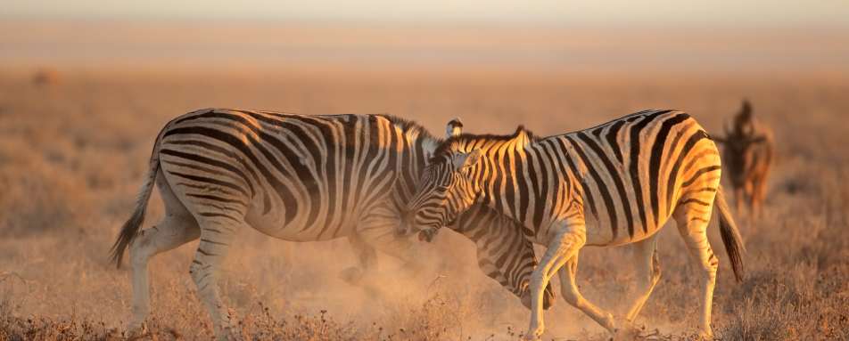Zebra, Etosha National Park - Northern Namibia & The Skeleton Coast 