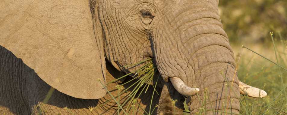 Desert Elephant, Damaraland - Northern Namibia & The Skeleton Coast 