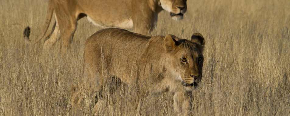 Lion, Damaraland - Northern Namibia & The Skeleton Coast 