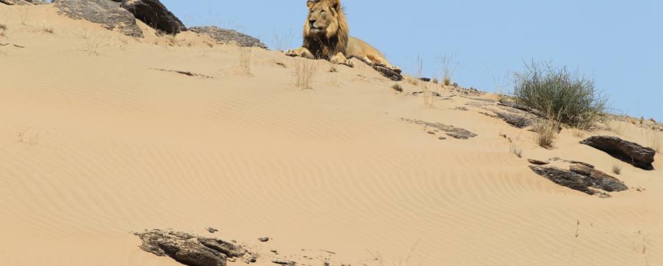 Desert Lion, Skeleton Coast - Northern Namibia & The Skeleton Coast 