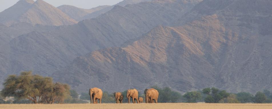 Hoanib Valley, Skeleton Coast - Northern Namibia & The Skeleton Coast 