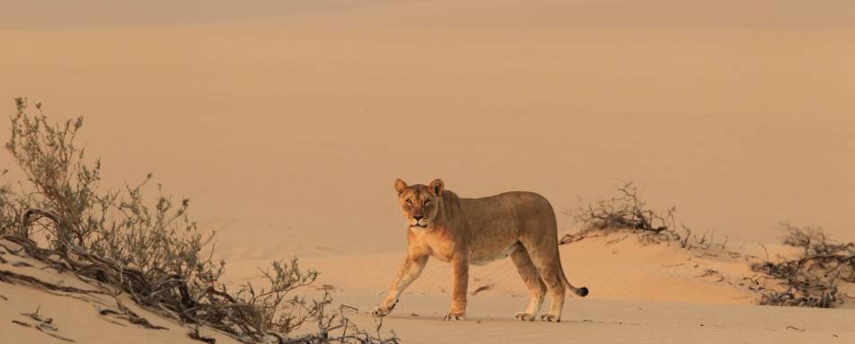 Desert Lion, Skeleton Coast - Northern Namibia & The Skeleton Coast 