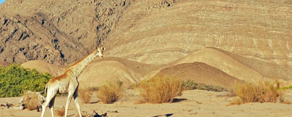 Giraffe, Hoanib Valley, Skeleton Coast - Northern Namibia & The Skeleton Coast 