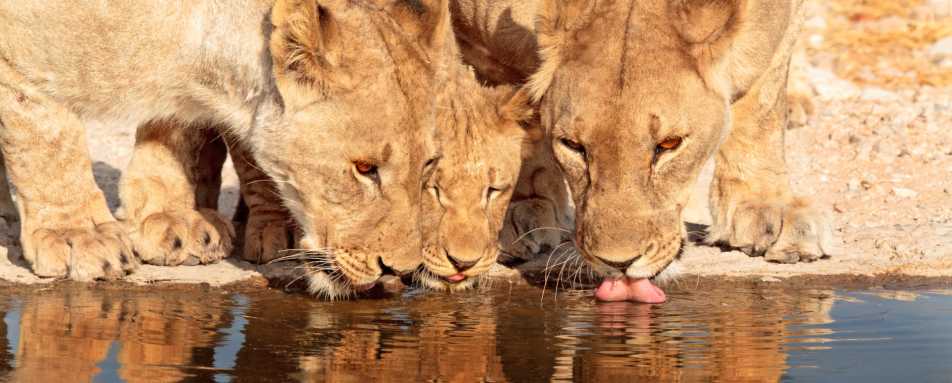 Lion, Ongava Game Reserve - Northern Namibia & The Skeleton Coast 