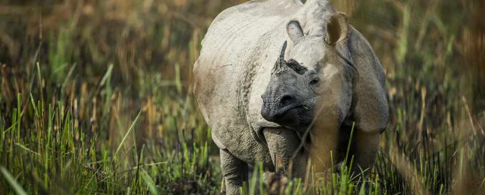 Wildlife - Meghauli Serai