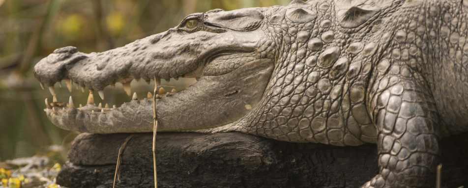 Wildlife - Meghauli Serai