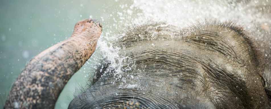 Bathing Elephants - Meghauli Serai