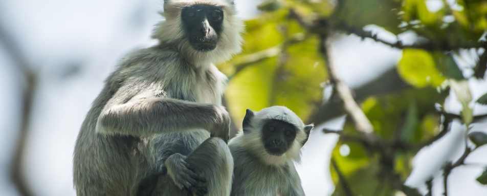 Wildlife - Meghauli Serai