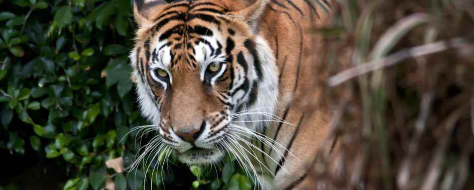 Tiger - Nepal Nature Trail  