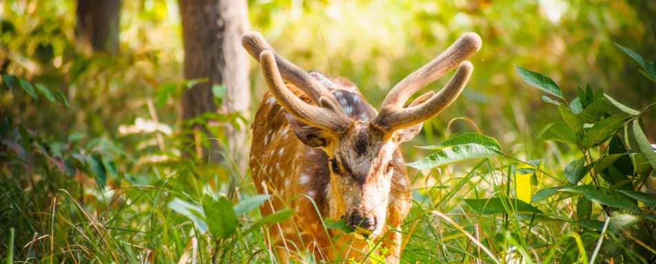 Wildlife - Nepal Nature Trail  