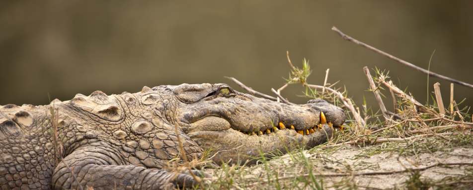 Mugger Marsh Crocodile - Wild Nepal