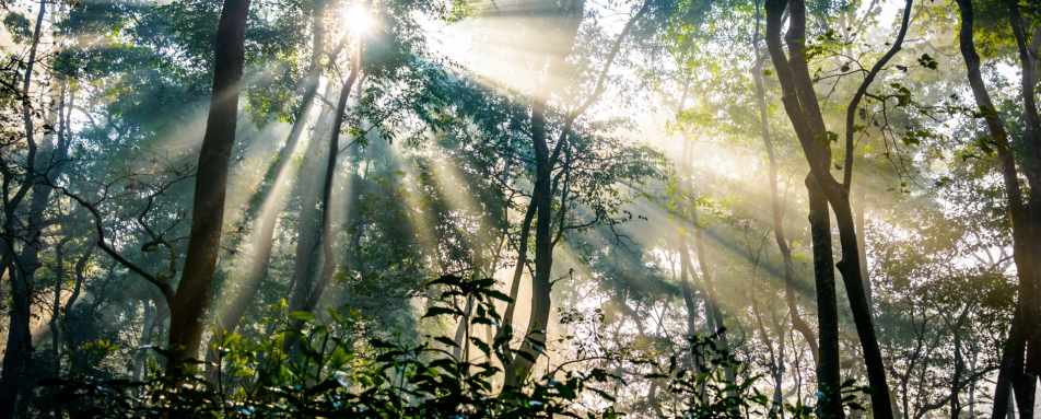 Chitwan Jungle - Wild Nepal