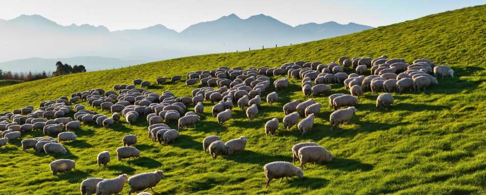 Sheep at Cabot Lodge 