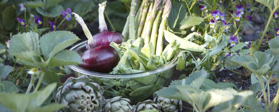 Vegetable Garden - Edenhouse