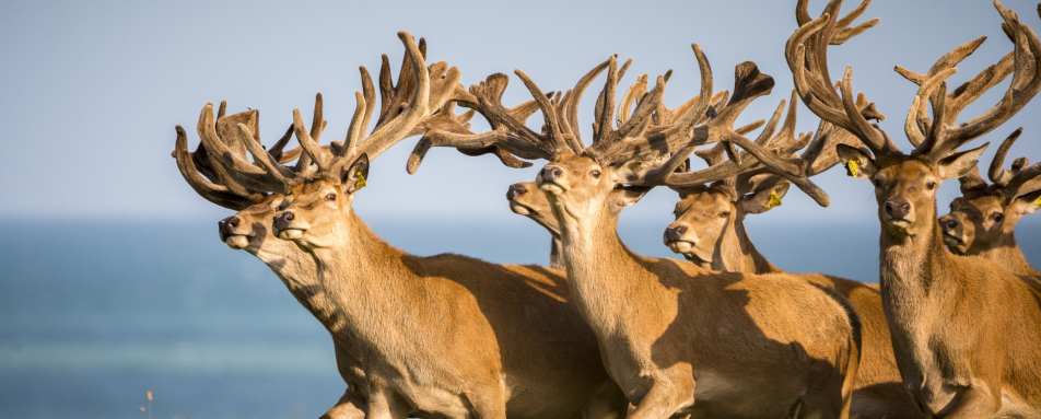 Deer - Hapuku Lodge