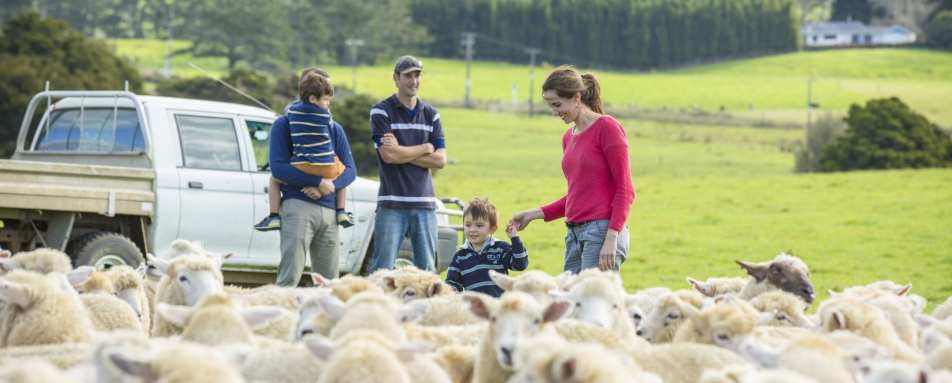 Sheep Farm - Kauri Cliffs 