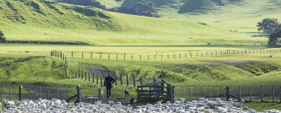 Sheep Farm - The Farm at Cape Kidnappers 
