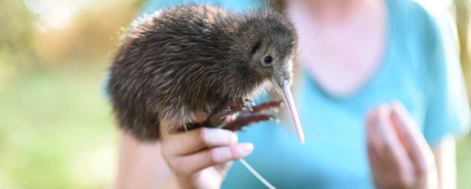 Kiwi Discovery Walk - The Farm at Cape Kidnappers 