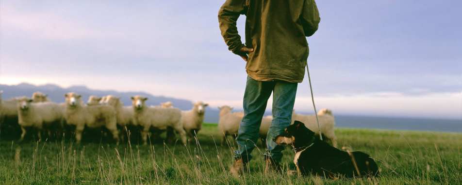 Life on the Farm - Wharekauhau