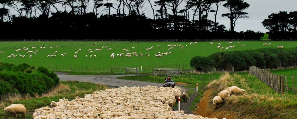 Sheep Mustering - Wharekauhau 