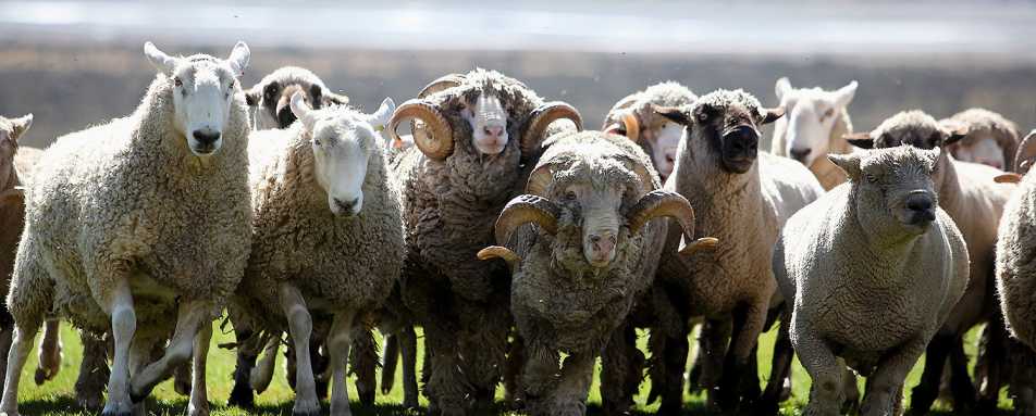 Wilderness Lodge Farm - Wilderness Lodge Arthur's Pass