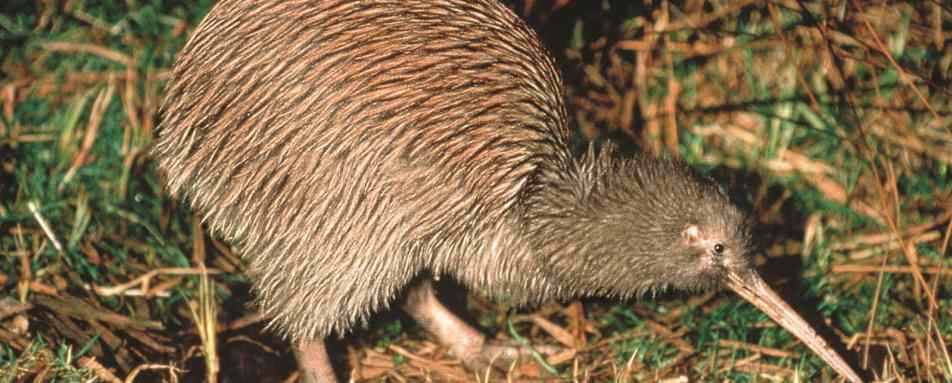 National Kiwi Hatchery Guided Tour