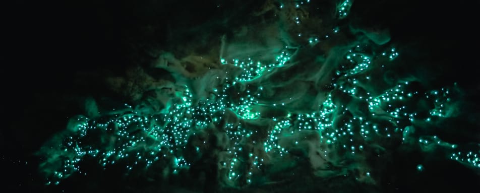 Te Anau Glowworm Caves Shared
