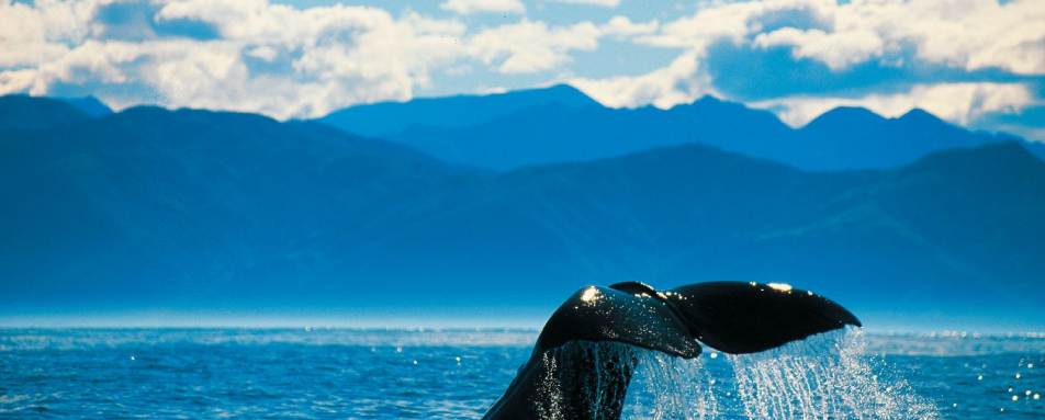 Whale watching in Kaikoura Shared