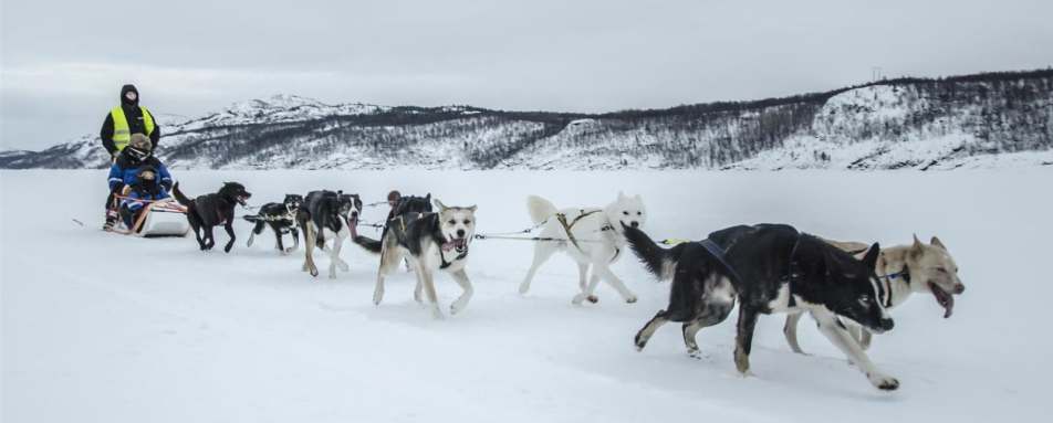 Dog sledding - Kirkenes Snow Hotel
