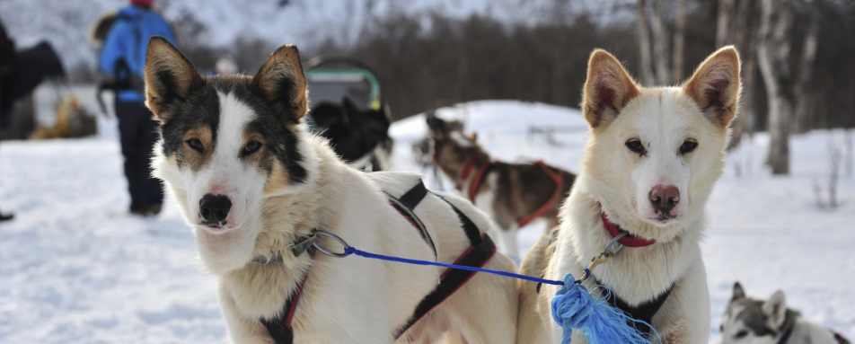 Dogsledding 