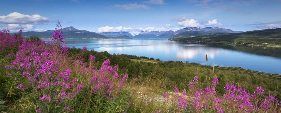 Sea safari in Northern Norway