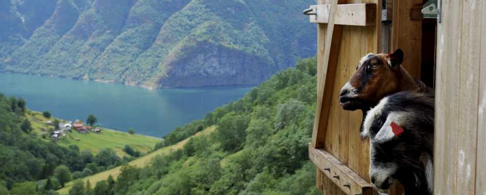 Aurland goats 