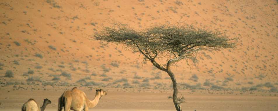 Camels - Desert Nights Camp