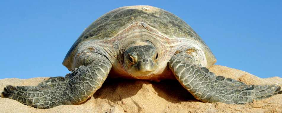 Turtle - Ras al Jinz Turtle Reserve