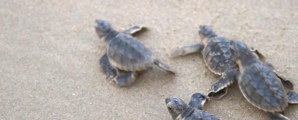 Turtles - Shangri La Barr al Jissah Resort and Spa