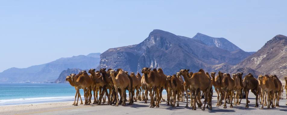 Camels on the Beach - A Honeymoon to Oman and the Maldives
