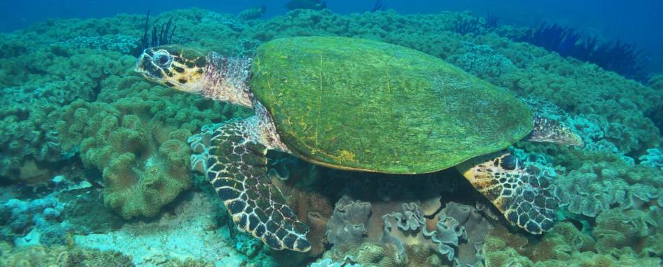 Turtle - A Honeymoon to Oman and the Maldives